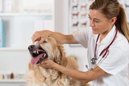 dog gets aggressive at vet