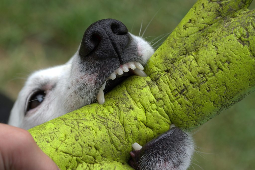 dog bite attorney
